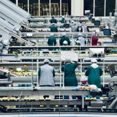 industria_agroalimentaria